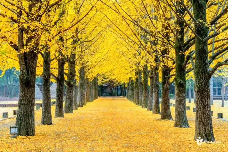 Nami Island Day Trip from Seoul: Winter Sonata Filming Site Private Tour