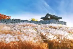 Seoporu Pavilion surrounded by silver grass