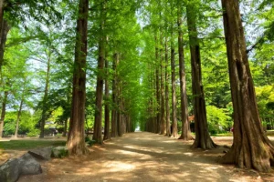 Metasequoia lane in Nami Island