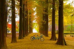 Nami Island Ginkgo Tree Lane